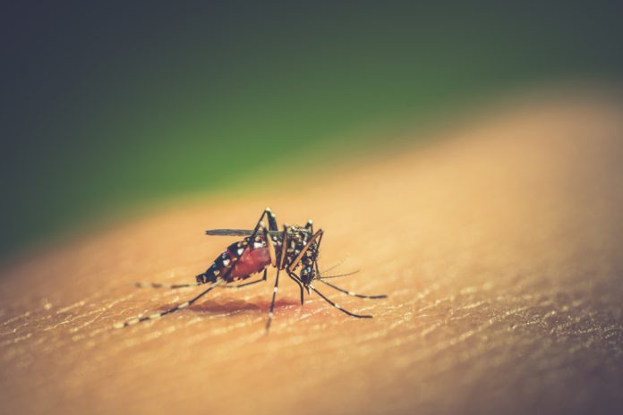 Lo que debes saber de la emergencia del dengue en Puerto Rico dengue